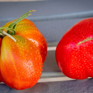 1884 STRAWBERRY WEDGE