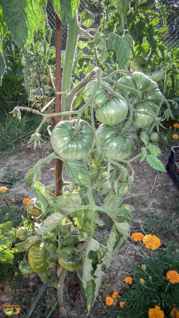 AUNT  RUBY'S GERMAN GREEN - Image 8