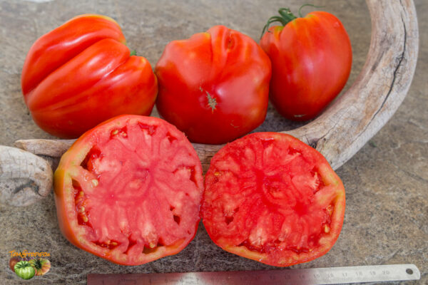 AUNT SWARLOW POLISH PLUM - Image 4