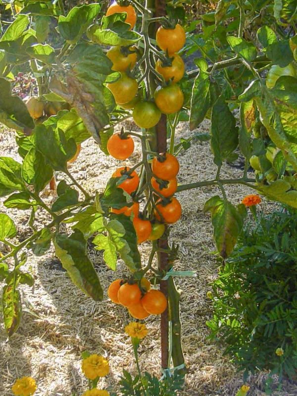 GAJO DE MELON - Image 5