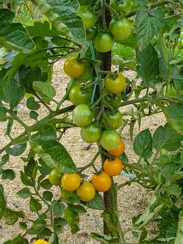 GAJO DE MELON - Image 4