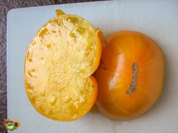 lemon giant