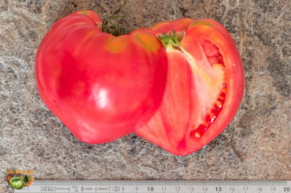 AMANA PINK - Image 5