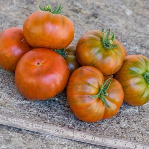 AMBROSIA GIANT
