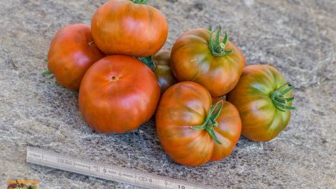 AMBROSIA GIANT