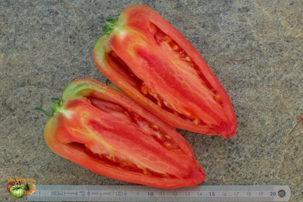 ANDINE CORNUE -  PERUVIAN HORN - Image 6