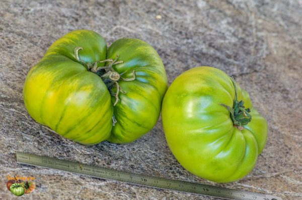 AUNT  RUBY'S GERMAN GREEN - Image 2