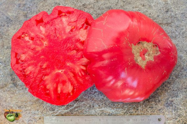 BEAR CLAW - Image 9