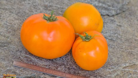 BELARUS ORANGE