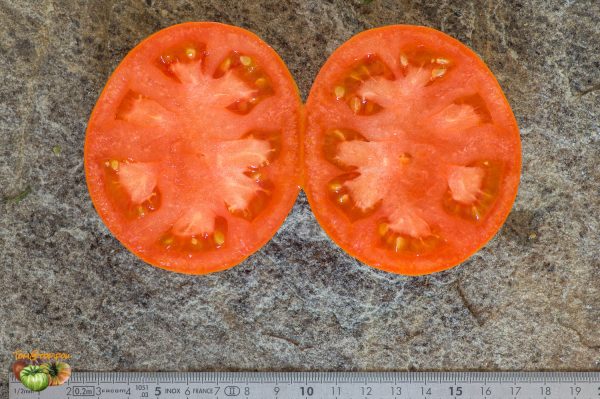 BELARUS ORANGE - Image 8