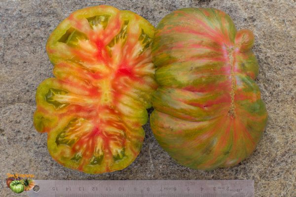 BERKELEY TIE DYE - Image 8
