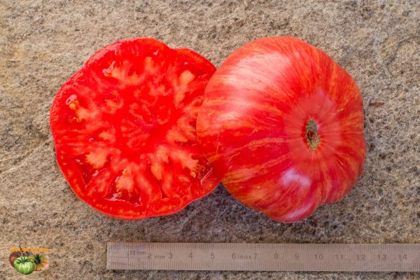 BIG CHEEF STRIPES - Image 8