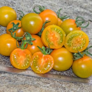 BIG SUNGOLD SELECT