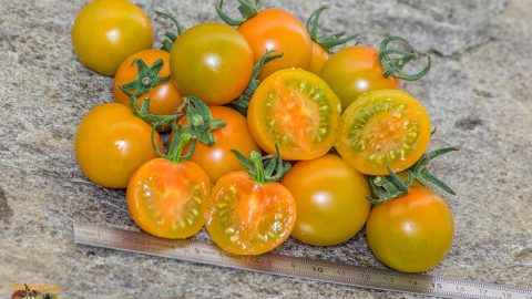 BIG SUNGOLD SELECT