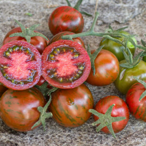 BLACK ZEBRA CHERRY