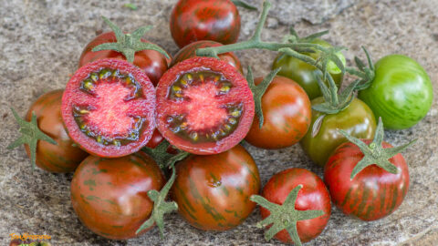 BLACK ZEBRA CHERRY
