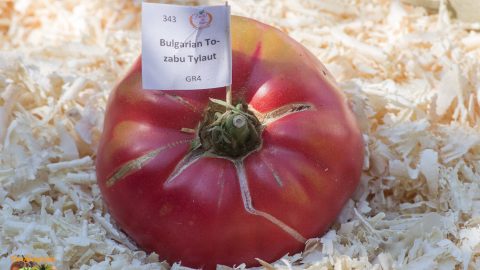BULGARIAN TOZABU TYLAUT