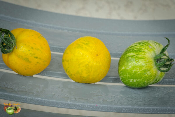 BUTTER APPLE - Image 2