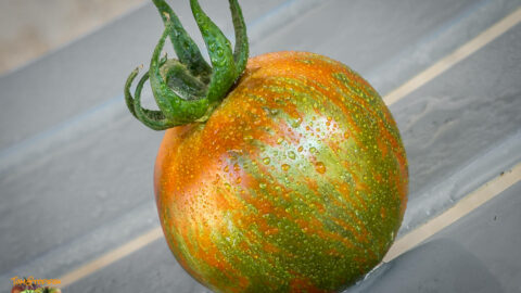 CAL RED AND GREEN