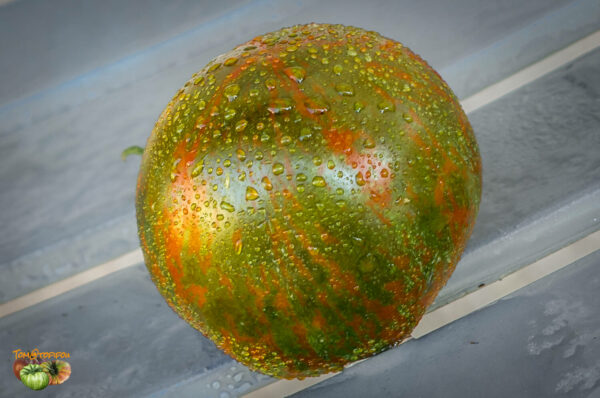 cal red and green