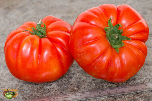 CANABEC ROUGE - Image 3