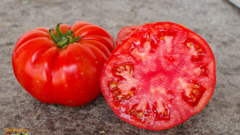 CANABEC ROUGE