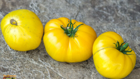 CASEY PURE YELLOW