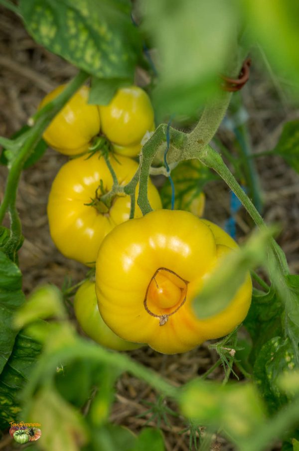 CASEY PURE YELLOW - Image 5