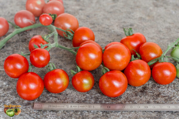 CERISE ROUGE - Image 3