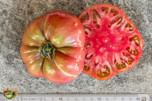 CHARBONNEUSE - Image 3