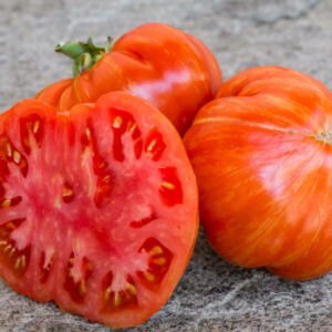 CHEROKEE TIGER LARGE RED DWARF