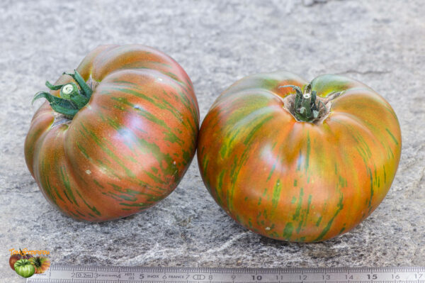CHOCOLATE STRIPES - Image 3