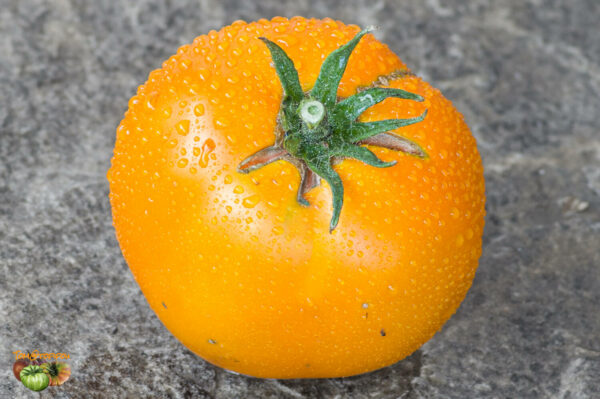 COASTAL PRIDE ORANGE