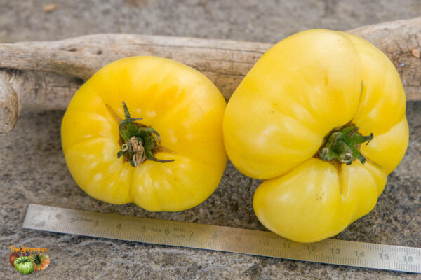 COMPACT CITRON - Image 3