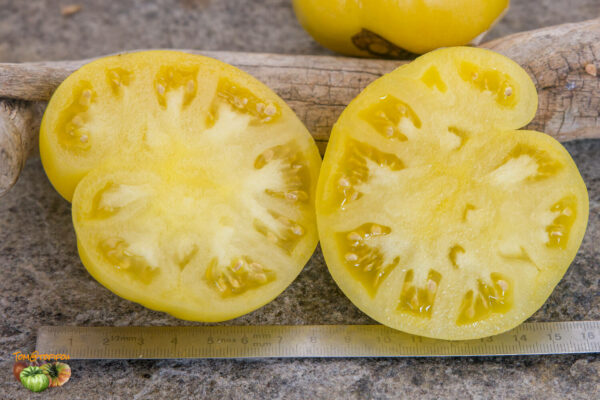 COMPACT CITRON - Image 4
