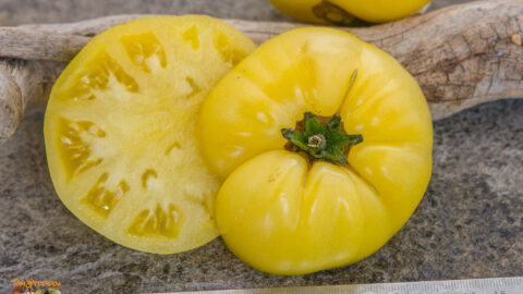 COMPACT CITRON