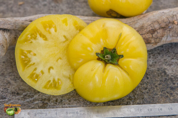 COMPACT CITRON