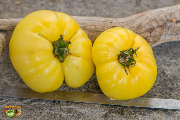 COMPACT CITRON - Image 2