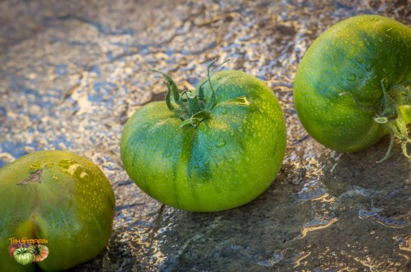 DOROTHY'S GREEN - Image 3