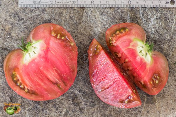 DWARF PURPLE HEART - Image 5
