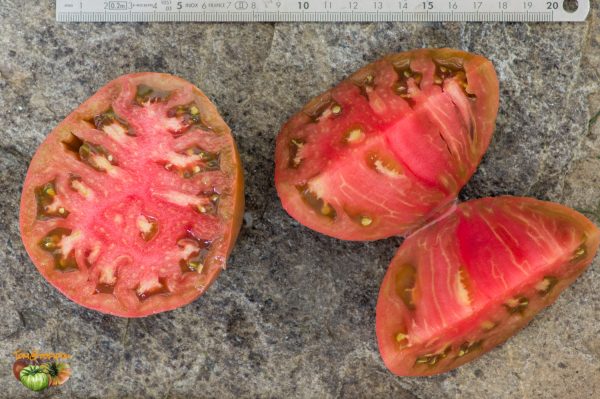 DWARF PURPLE HEART - Image 6