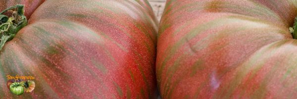 FRED'S TIE DYE - Image 5