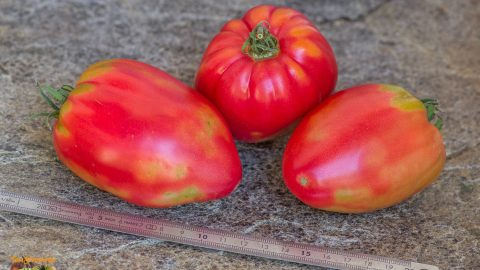 GERMAN RED STRAWBERRY