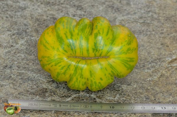GOLD AND GREEN - Image 6
