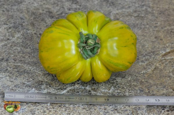 GOLD AND GREEN - Image 5