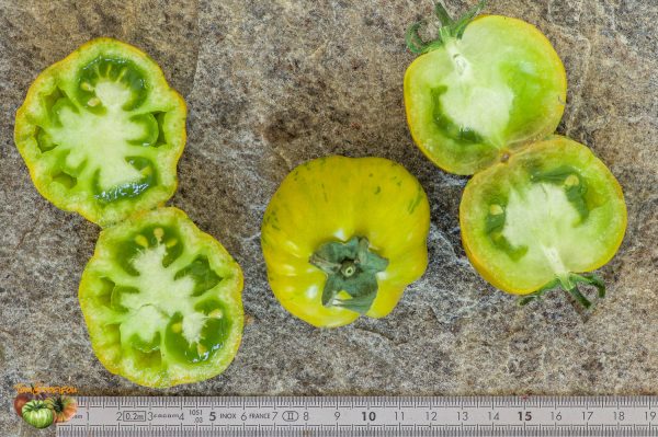 GOLD AND GREEN - Image 4