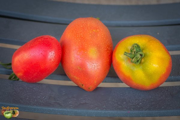 GRANDPA'S COK'S PLUM - Image 3