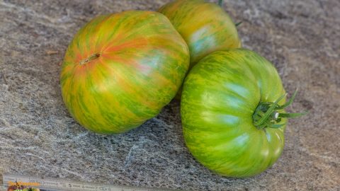 GREEN COPIA