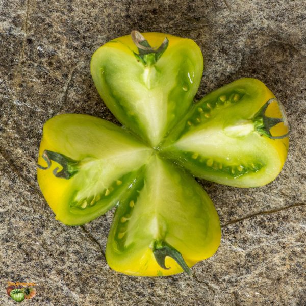 GREEN ZEBRA - Image 8