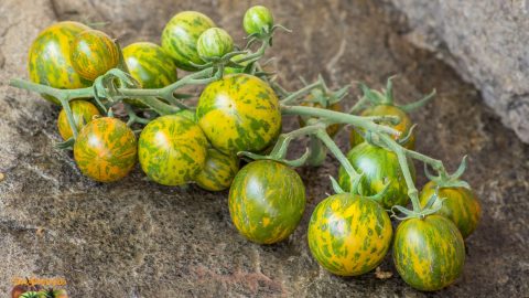 GREEN ZEBRA CHERRY